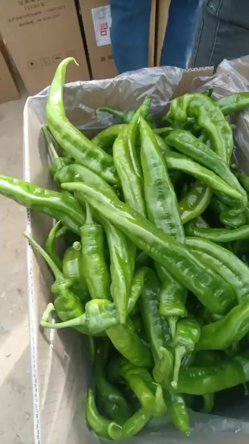 精品螺丝椒