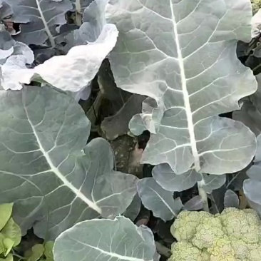精品西兰花大量上市小米粒