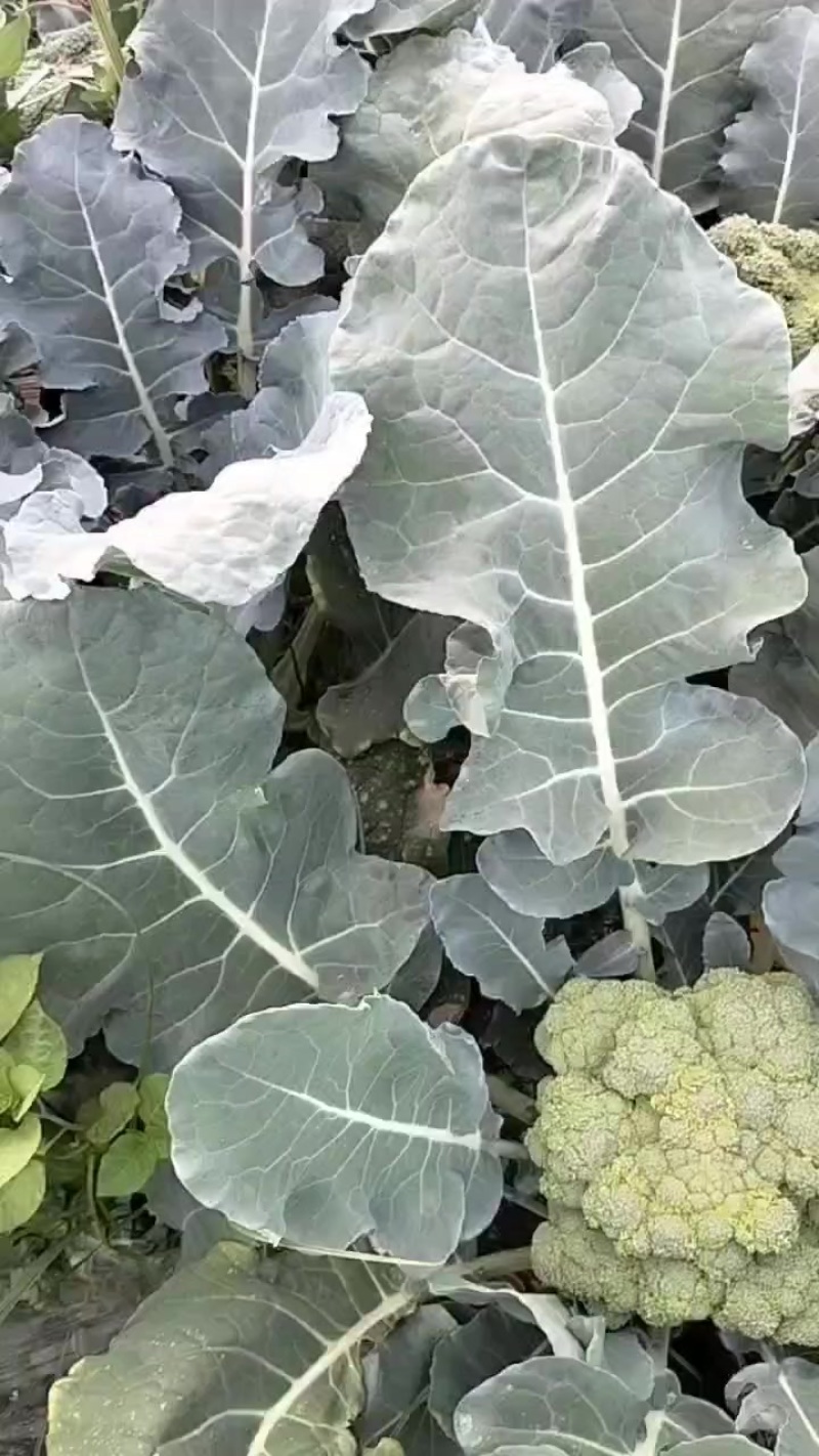 精品西兰花大量上市小米粒