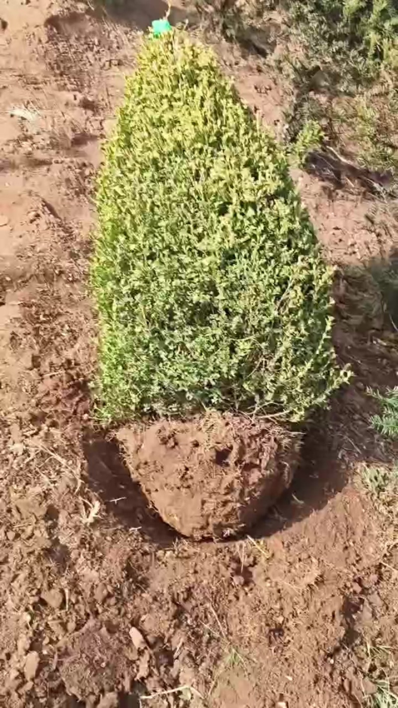 出售