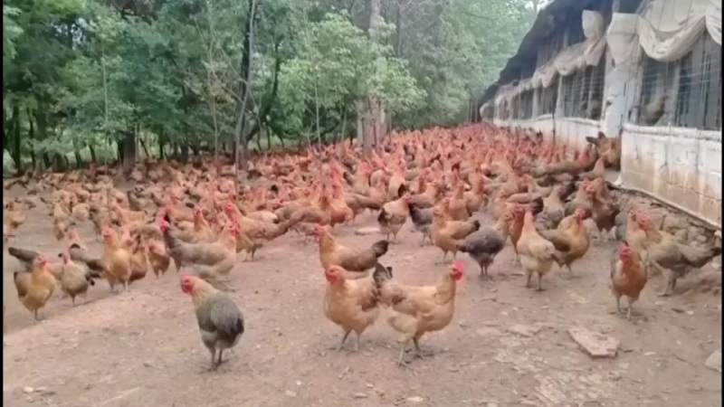 红瑶母4斤