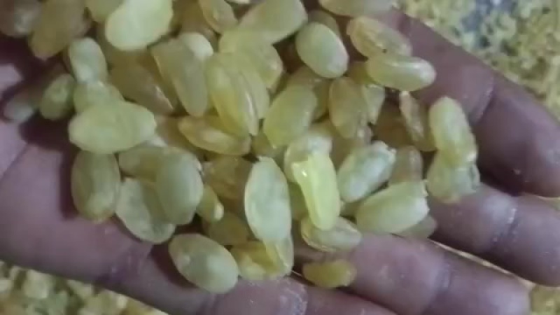 皂角米