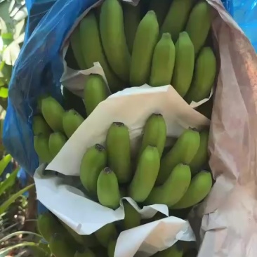 巴西