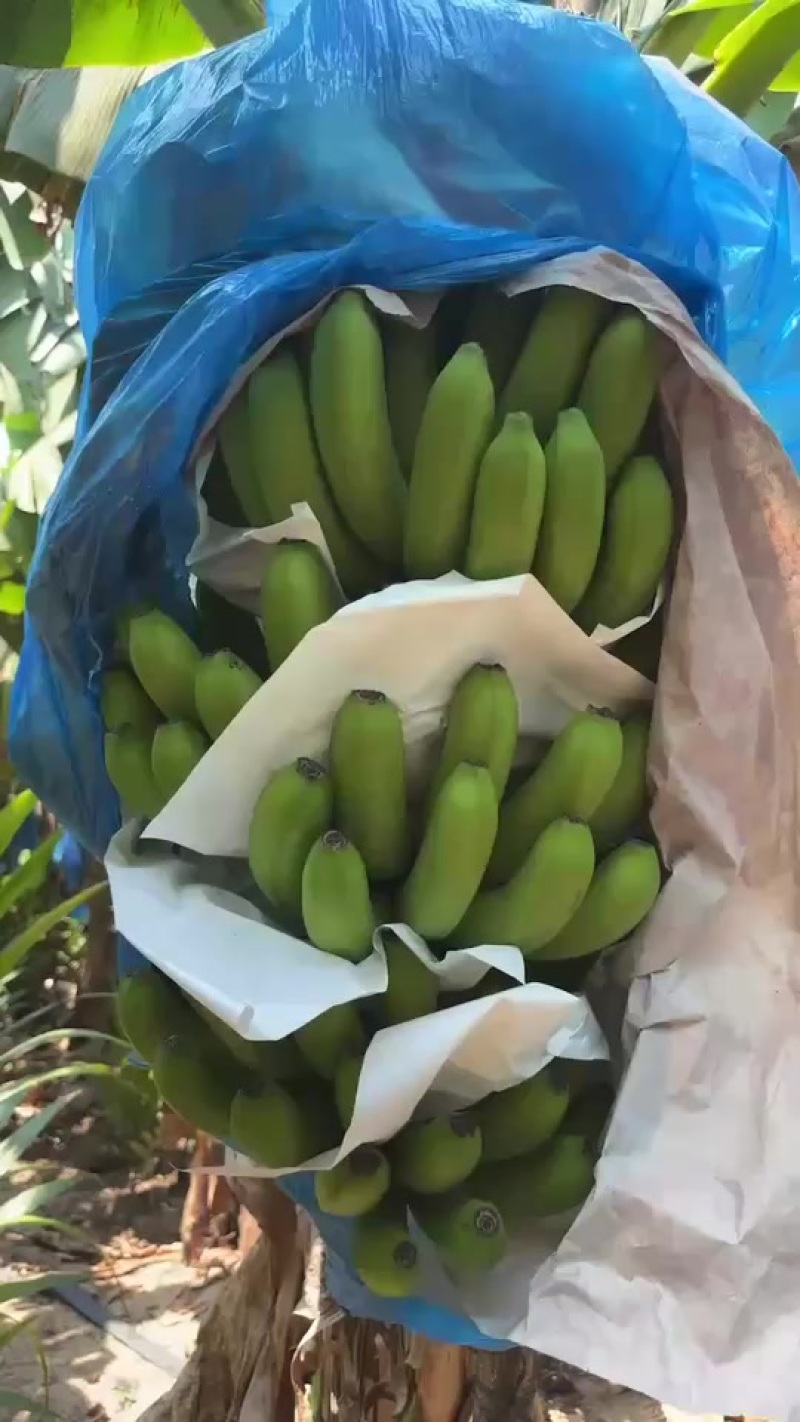 巴西