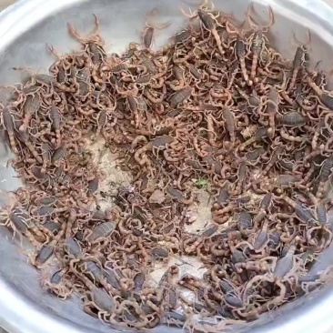 枣庄蝎子