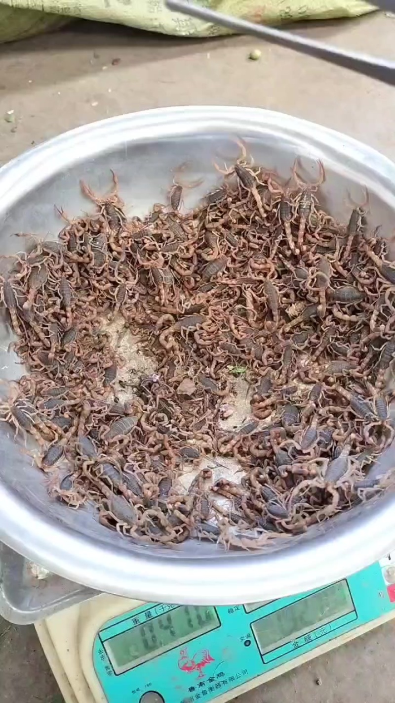 枣庄蝎子