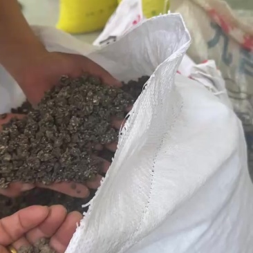 自家种植水洗两遍猫爪草颗粒饱满大小均匀干净无杂基地直发
