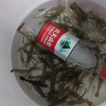河虾