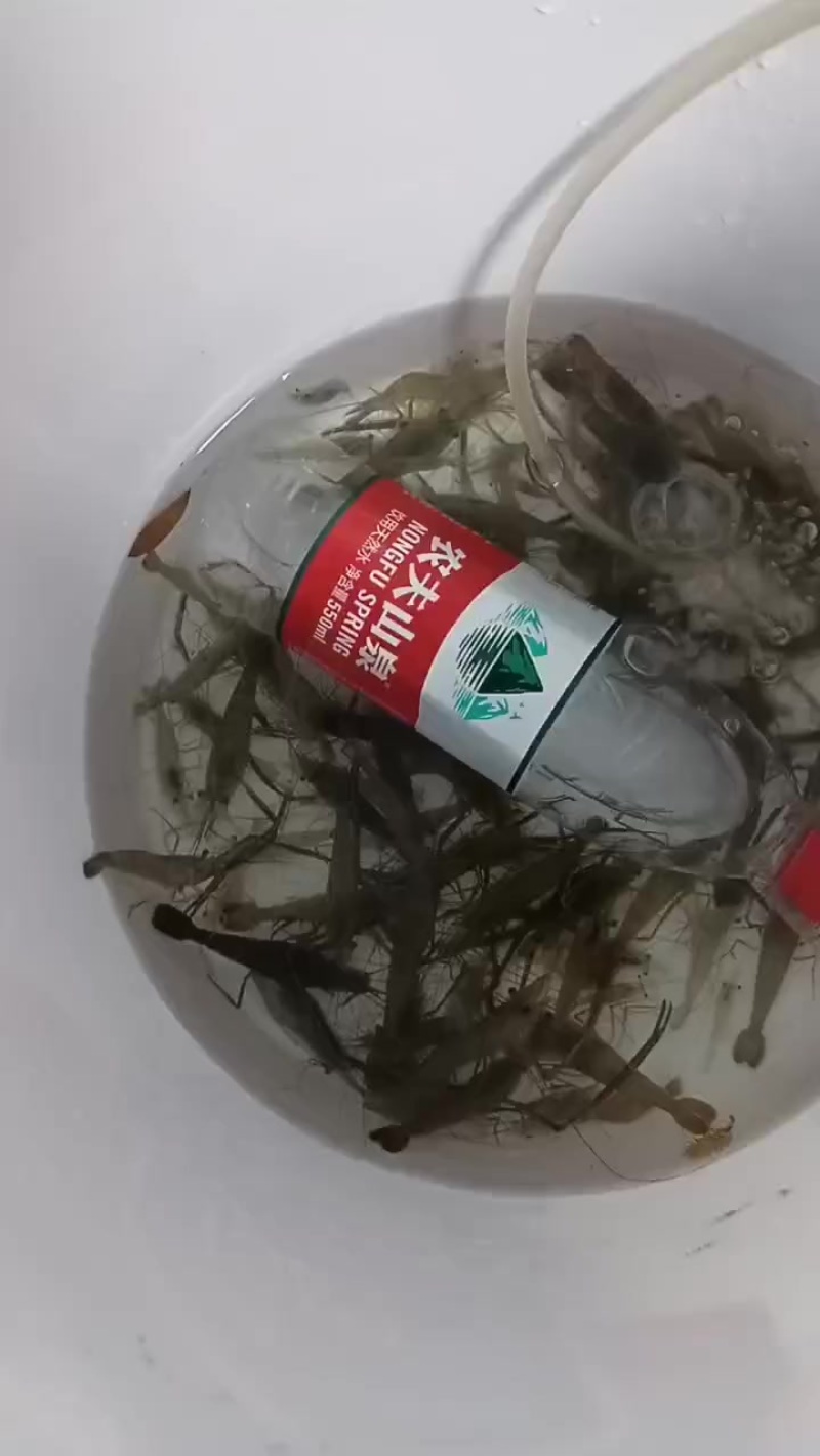 河虾