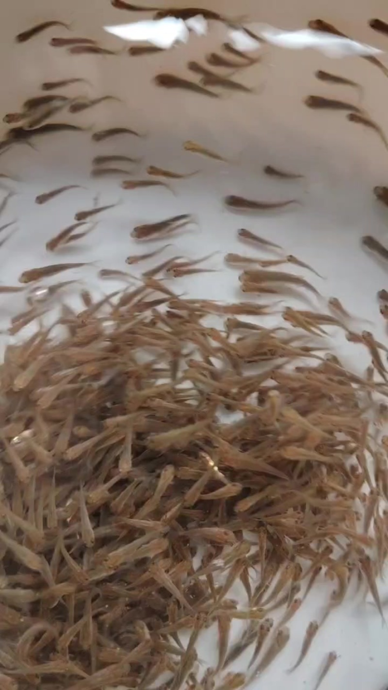 小草鱼苗