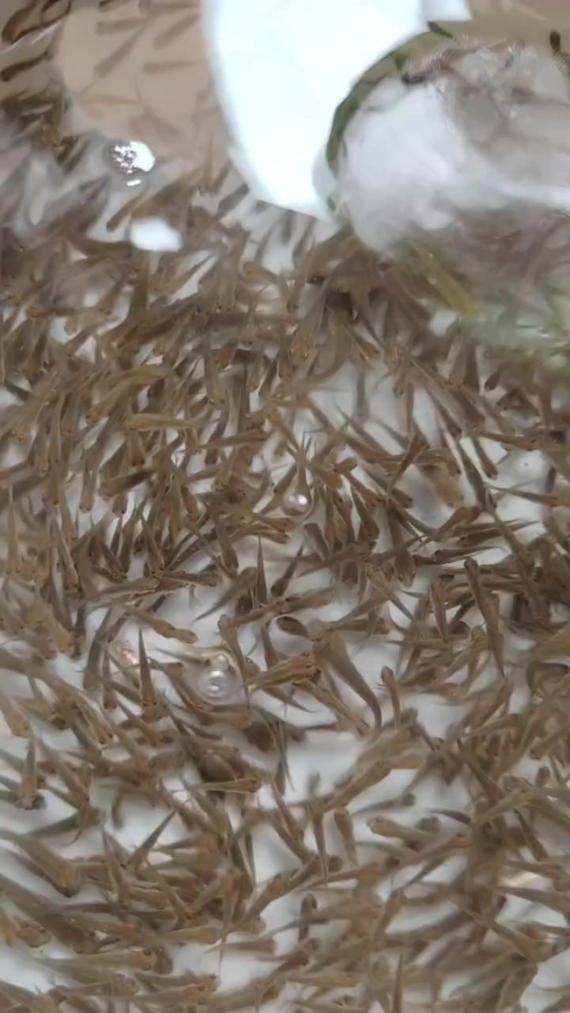 小草鱼苗