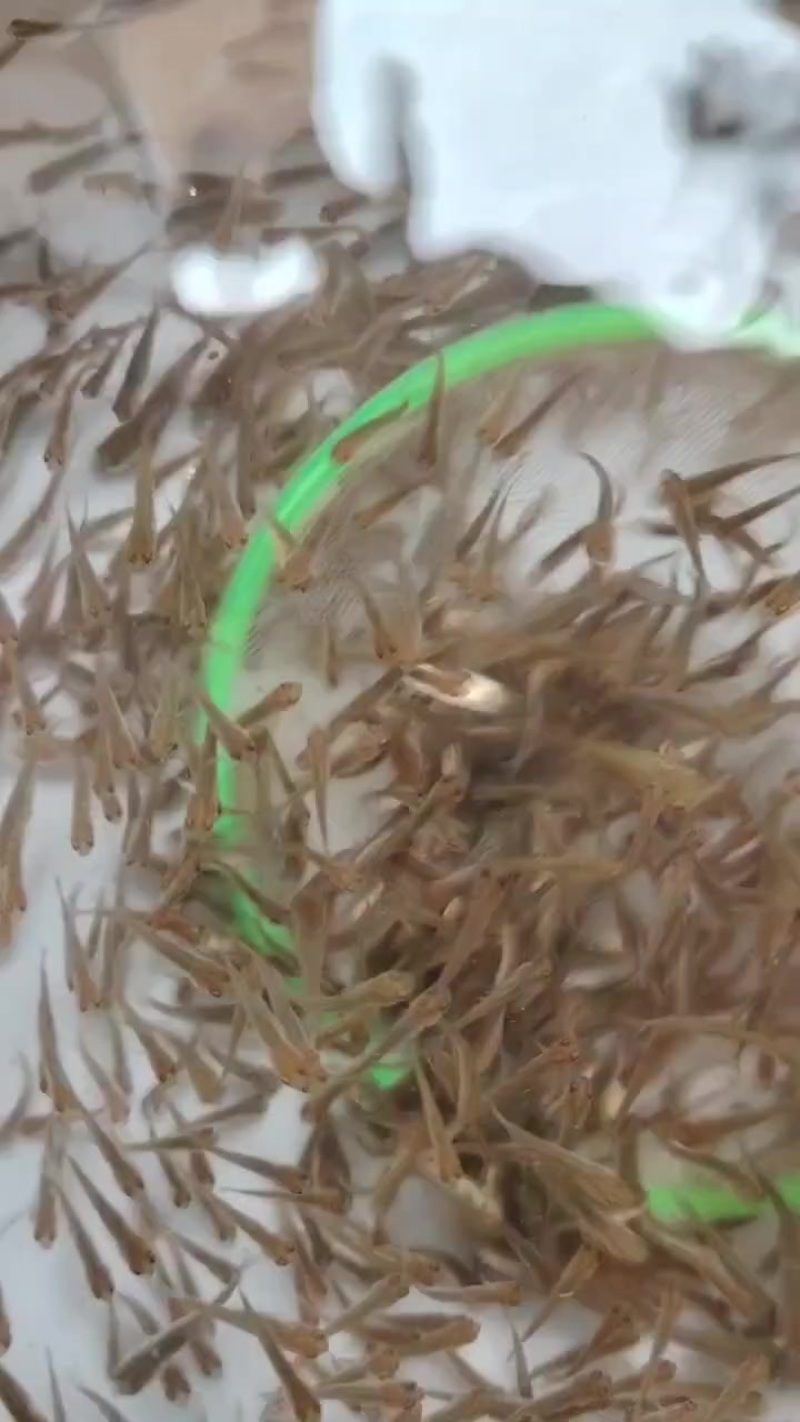 小草鱼苗