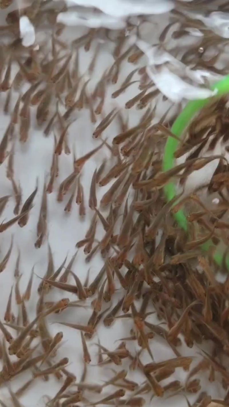 小草鱼苗