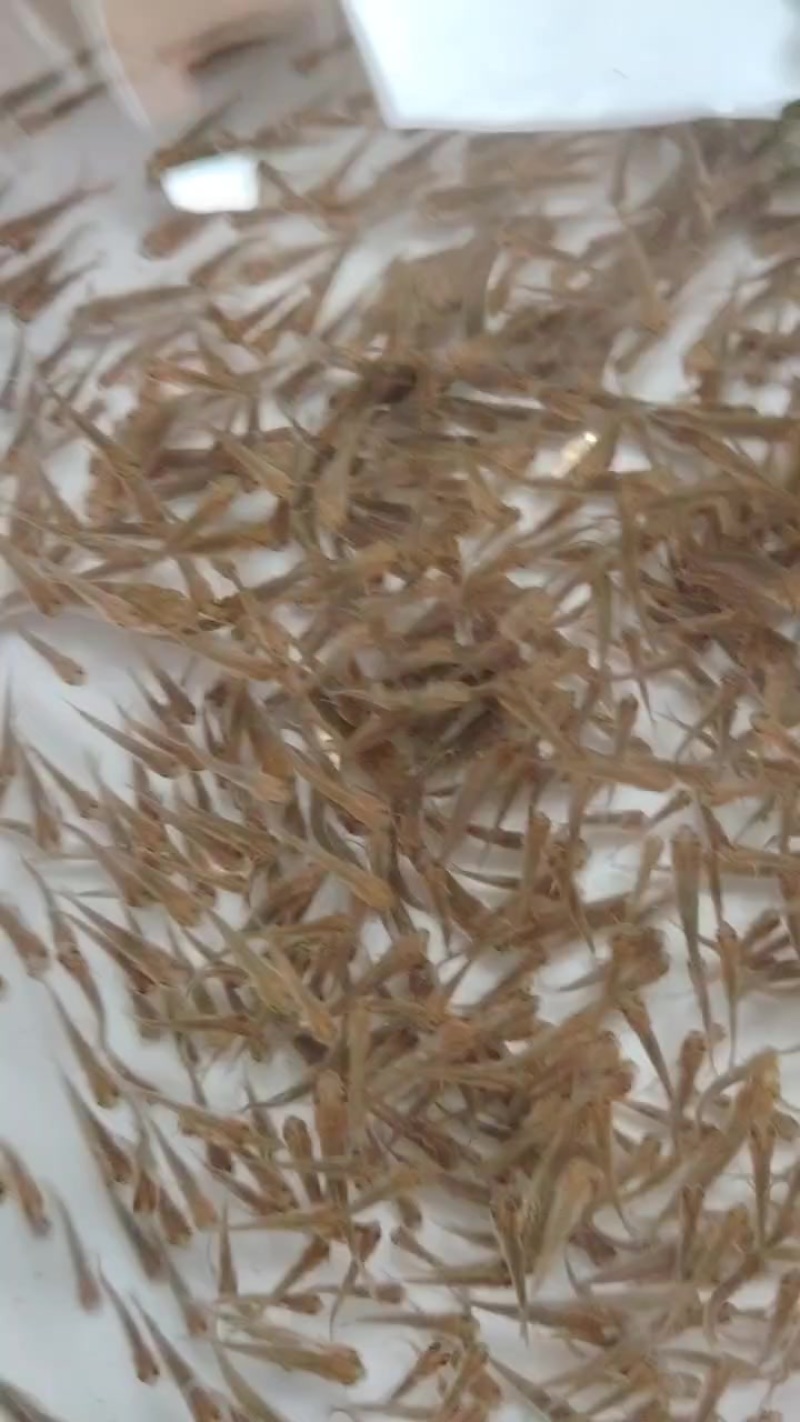 小草鱼苗