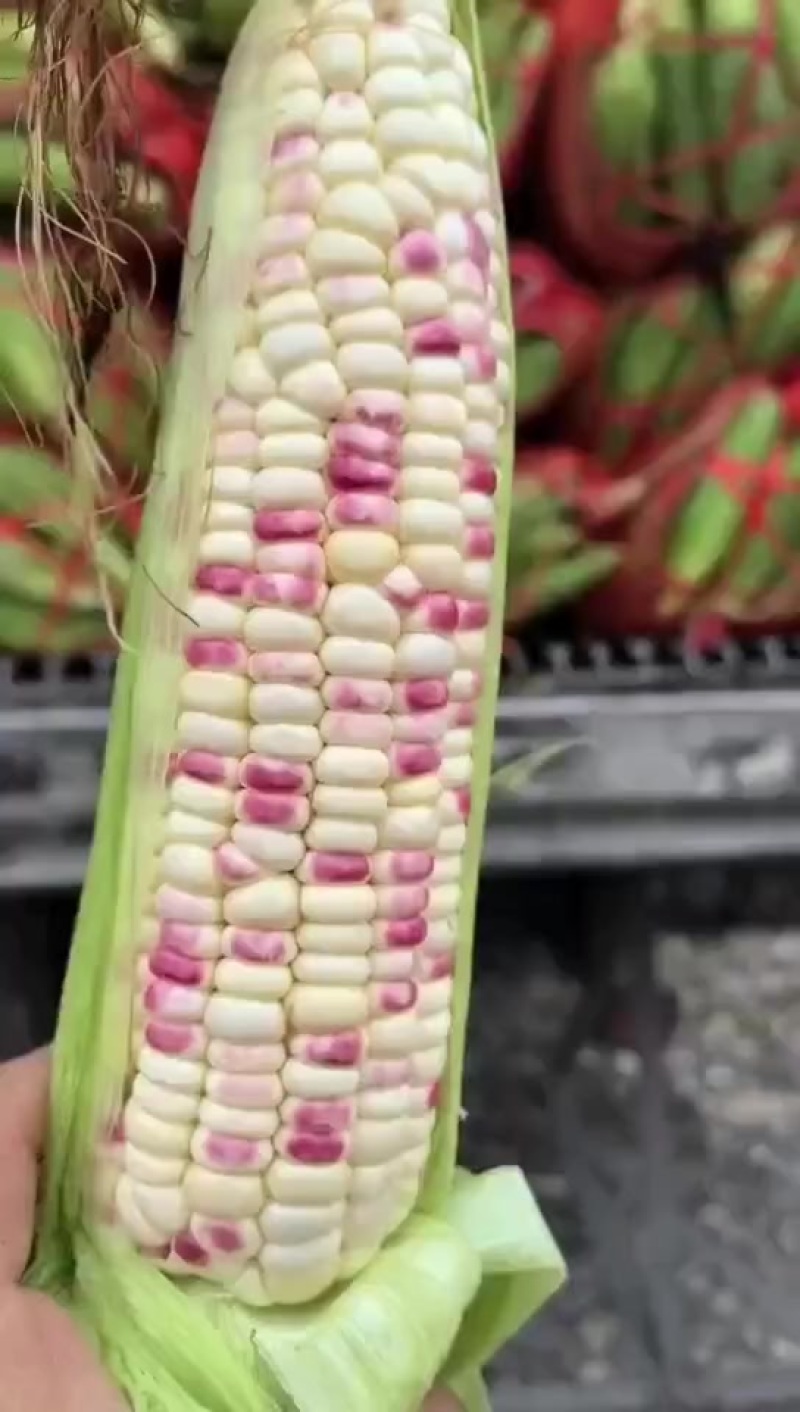 花糯玉米