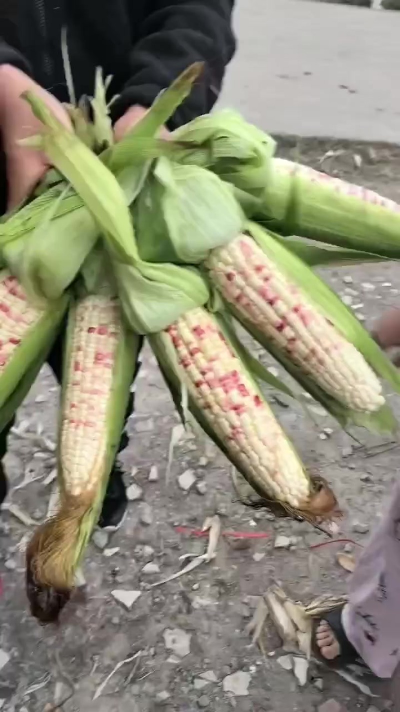 花糯玉米