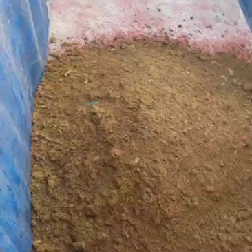 无害化处理肉粉