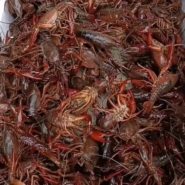 赣江清水龙虾