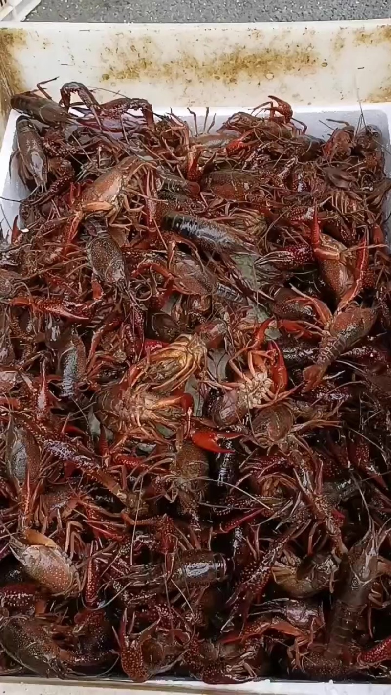 赣江清水龙虾