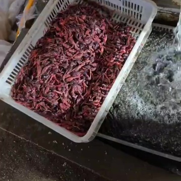 脱毛小鹌鹑小鹌鹑冰冻脱毛鹌鹑