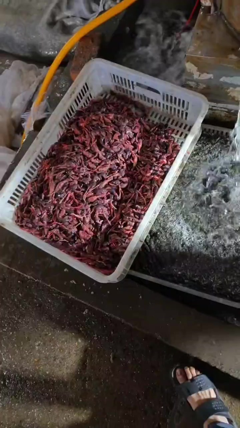脱毛小鹌鹑小鹌鹑冰冻脱毛鹌鹑