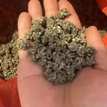 野生猫抓草