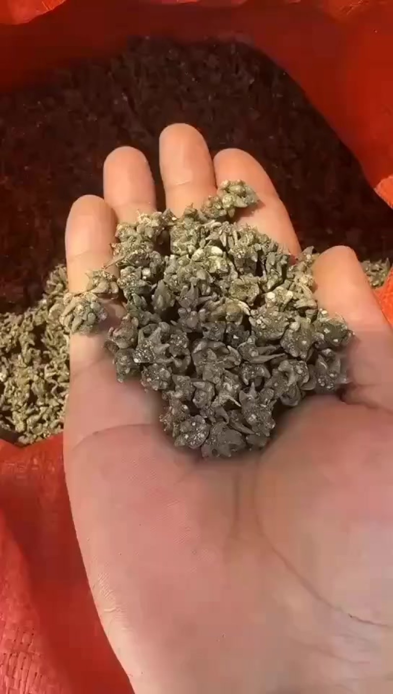 野生猫抓草
