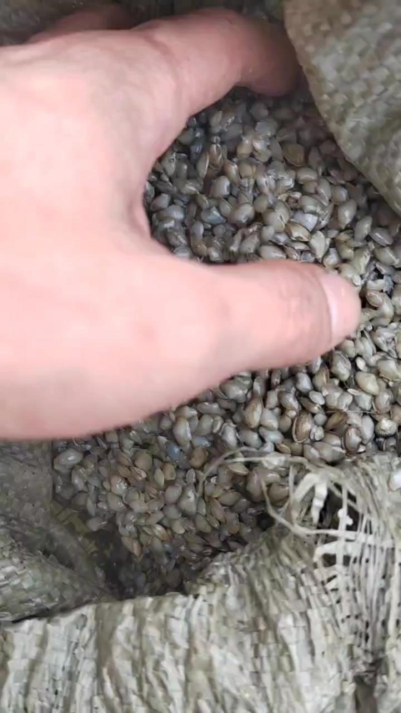 饲料螺