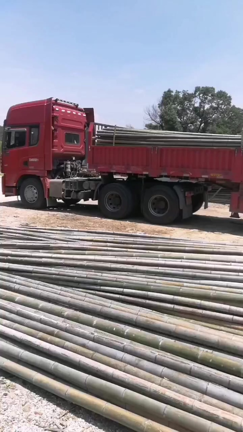 架子毛竹