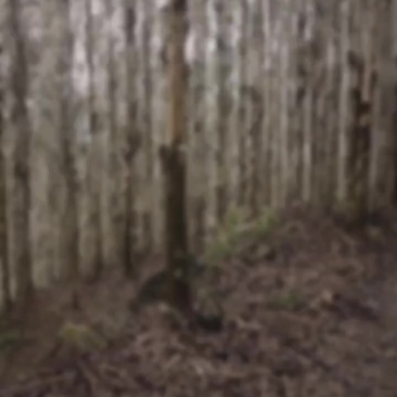 桉树