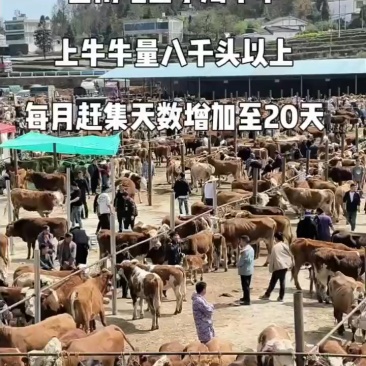 西南地区**牛交易市场小海