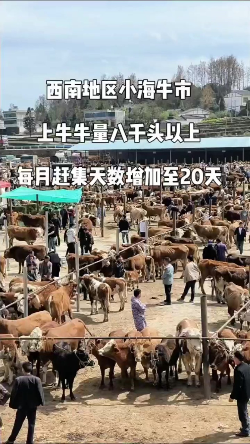 西南地区**牛交易市场小海