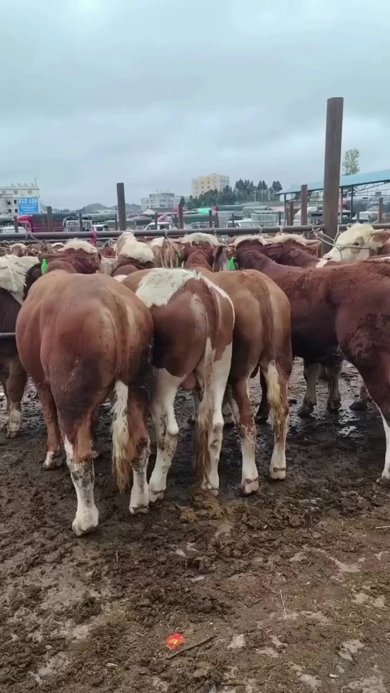 西南地区**牛交易市场小海