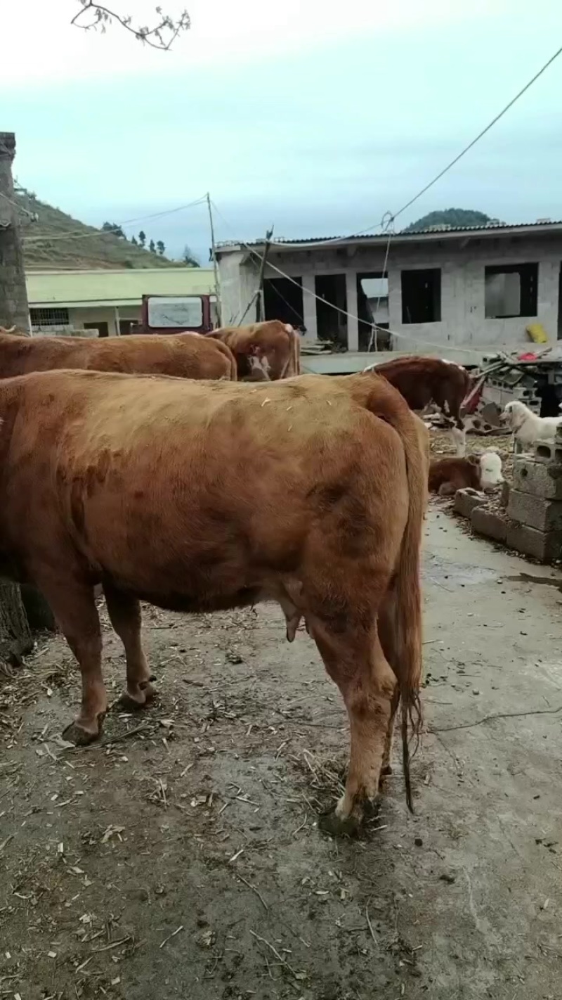 西南地区**牛交易市场小海