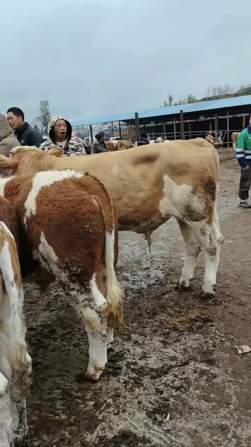 西南地区**牛交易市场小海