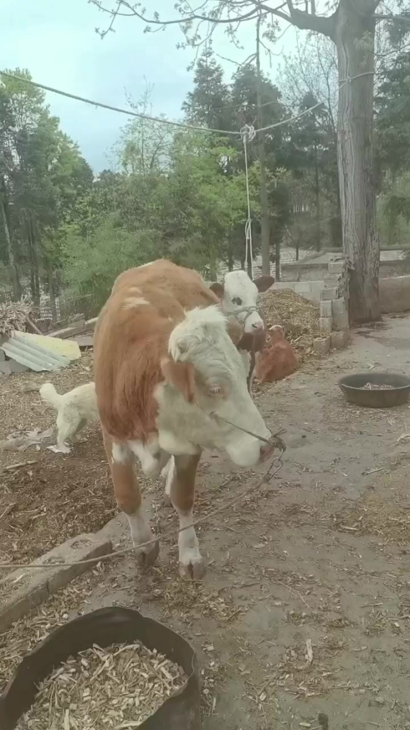 西南地区**牛交易市场小海