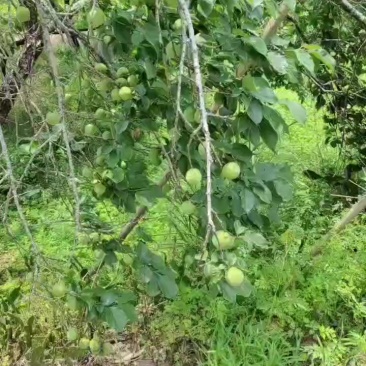 青梅