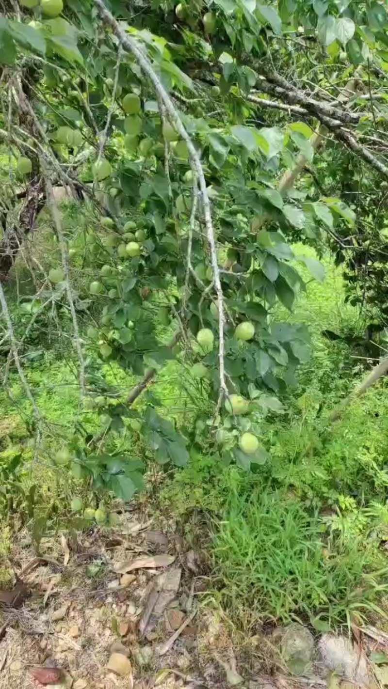 青梅