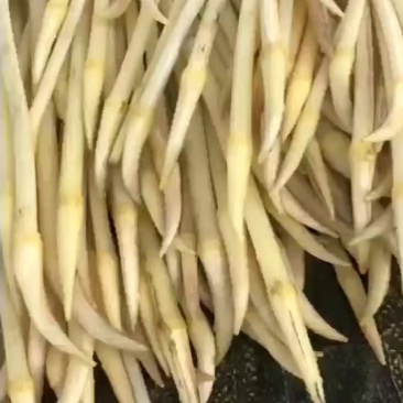 藕带