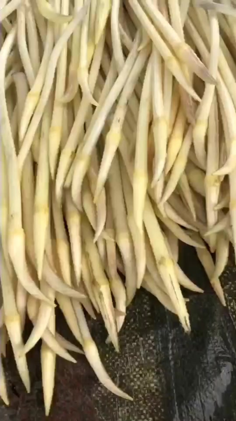 藕带