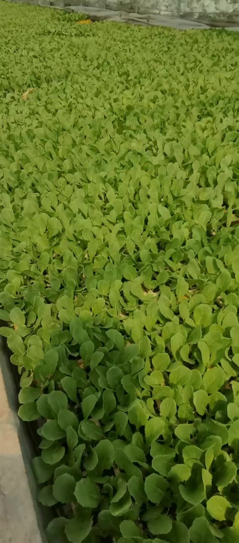 白菜