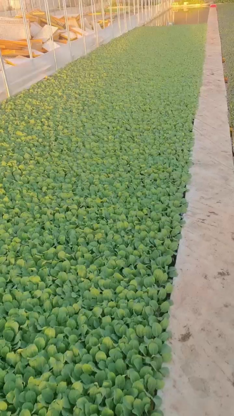 甘蓝苗