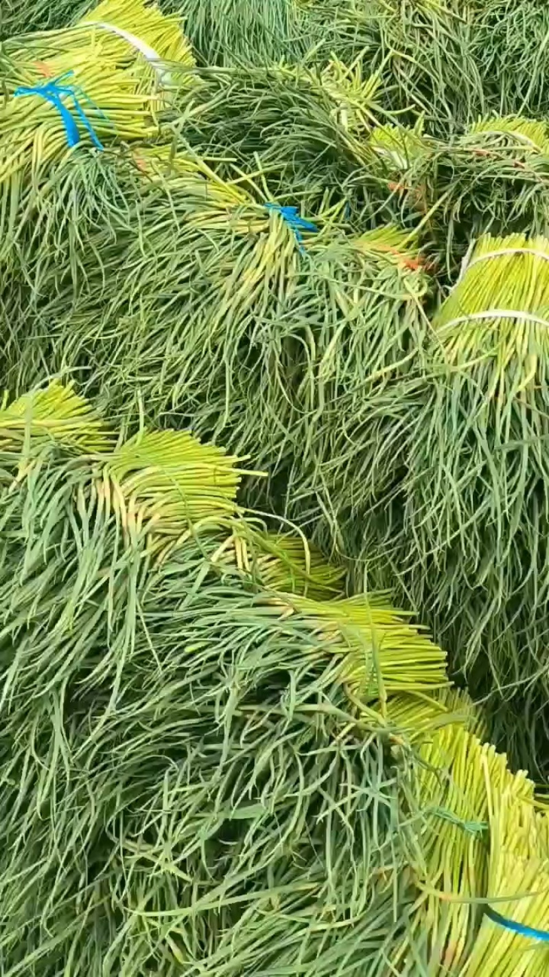 红帽蒜薹