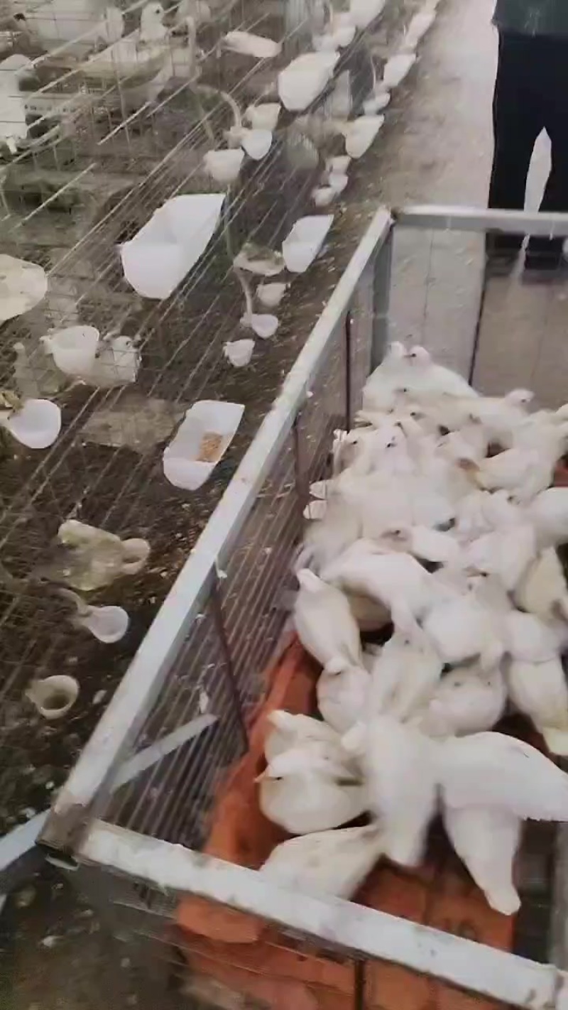 自家养殖的鸽子，欢迎老板上门收购