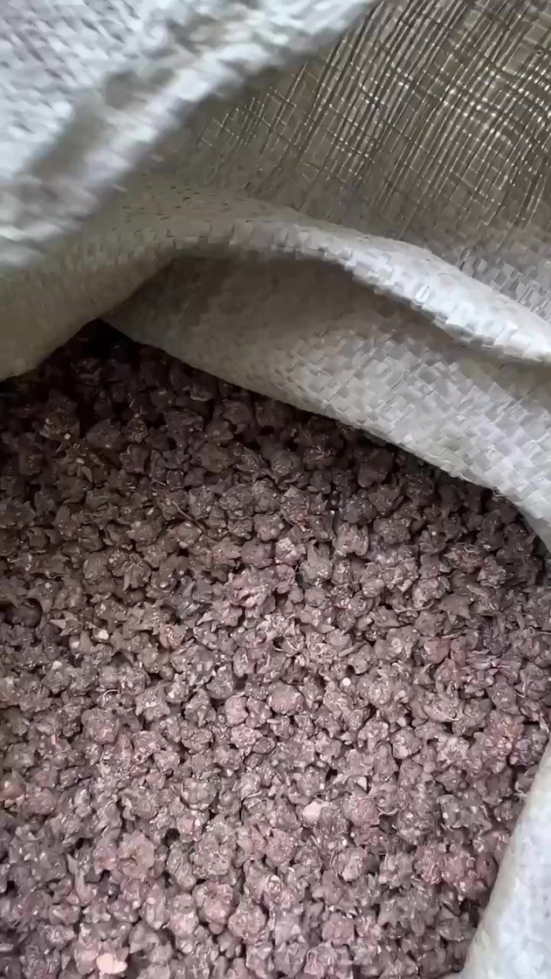 猫抓草