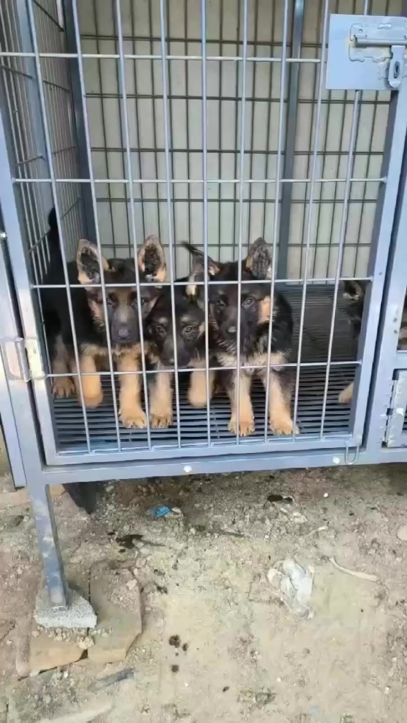 自家繁殖养殖