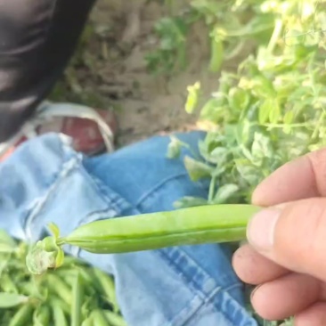 河南周口淮阳