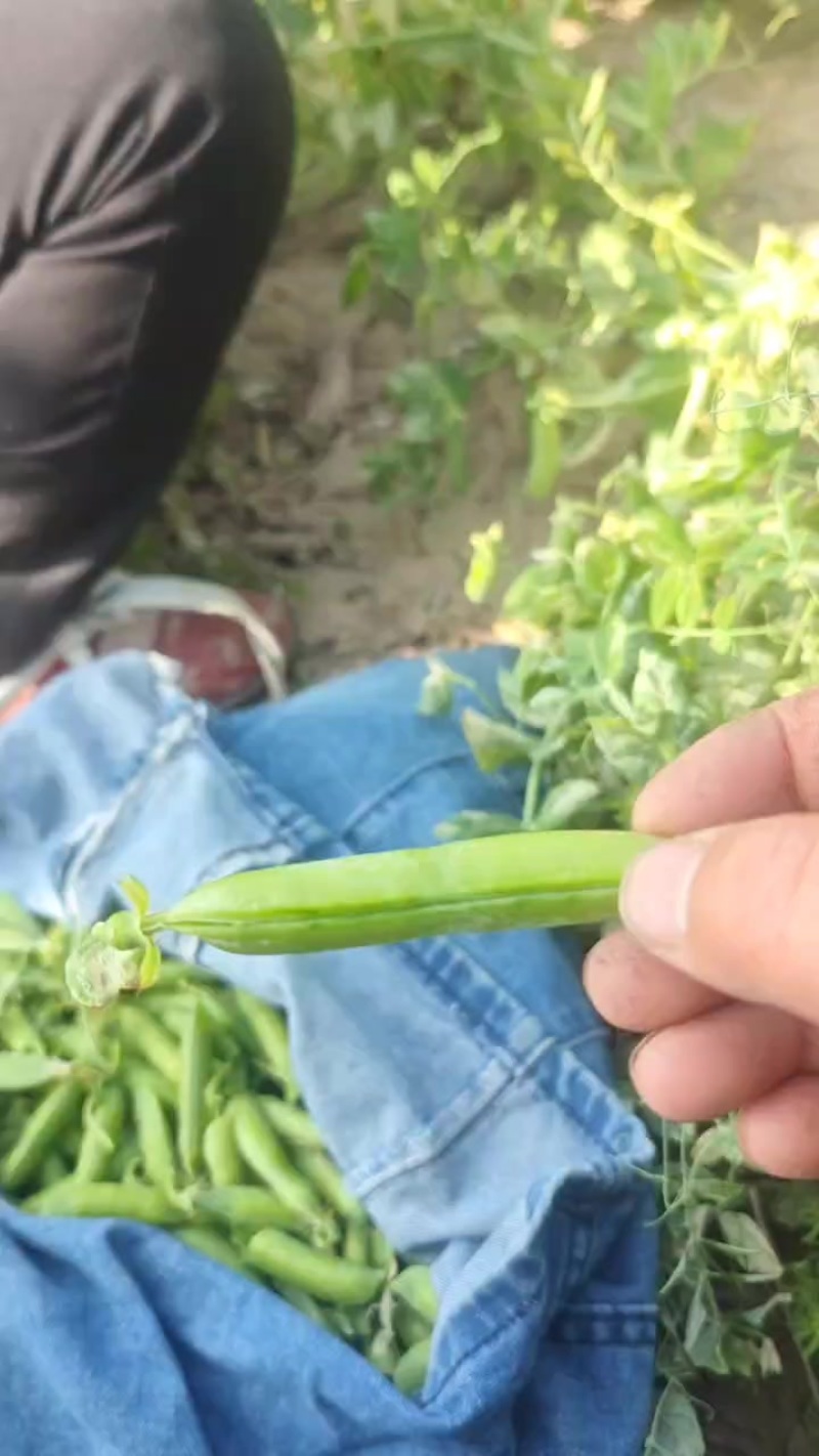 河南周口淮阳