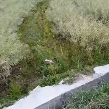 油菜籽