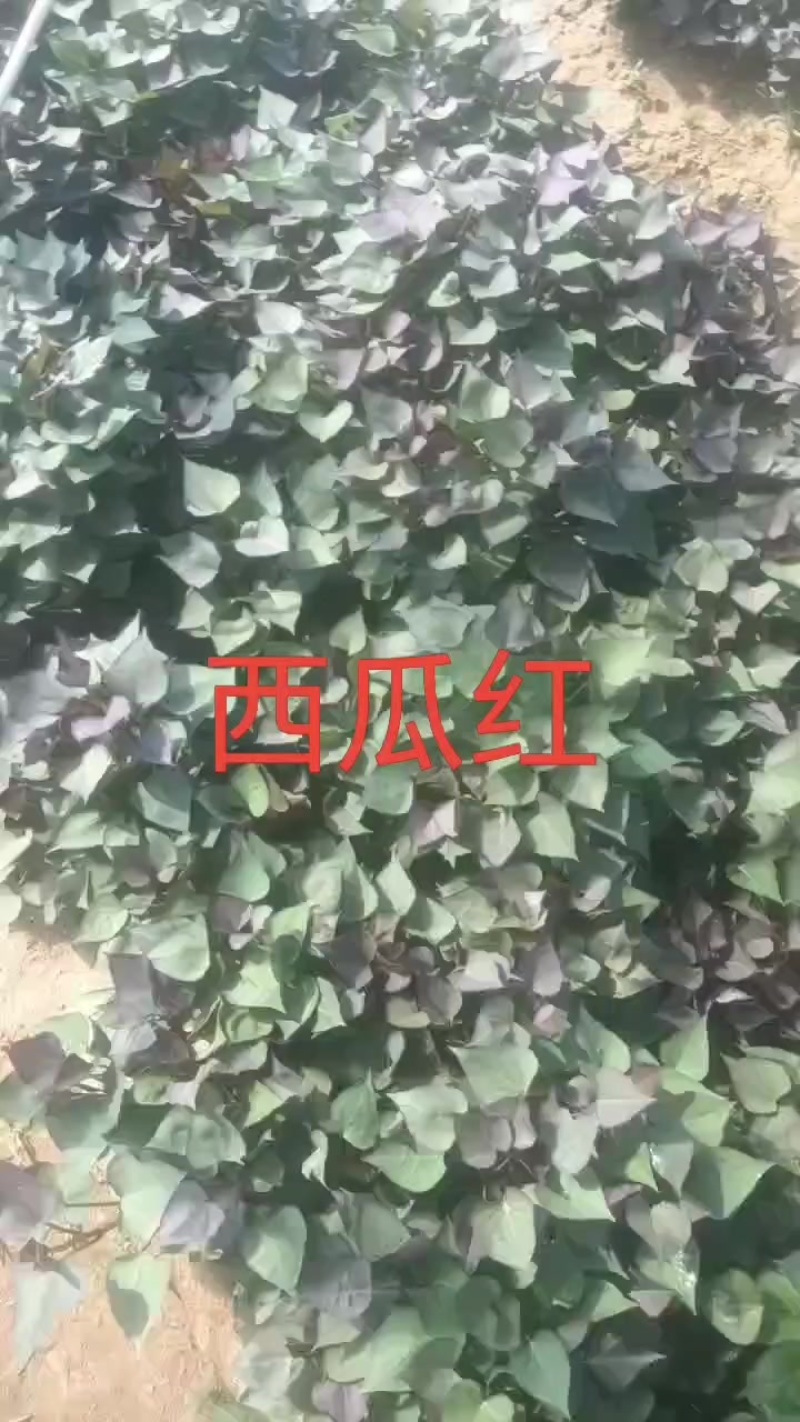 西瓜红秧苗